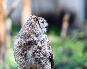 The great horned owl, also known as the tiger  or the hoot , is a large bird native to the Americas. It is an extremely adaptable bird with a vast range and is a common  true one in the Americas