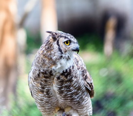 The great horned owl, also known as the tiger  or the hoot , is a large bird native to the Americas. It is an extremely adaptable bird with a vast range and is a common  true one in the Americas