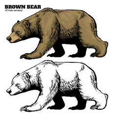 hand drawing style of brown bear
