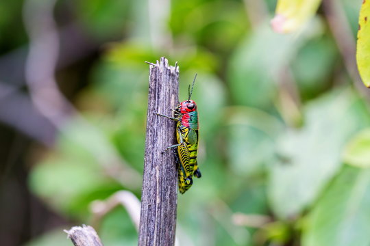 The rainbow or painted grasshopper, is a species of insect from North America and northern Mexico.
