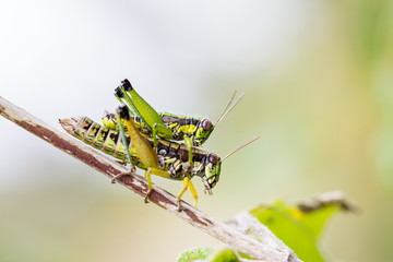 Bright green grasshoppers are found in the grasslands of Mexico. They are called Chapulines and also collected by the local people and are considered a tasty snack when roasted with chilies.