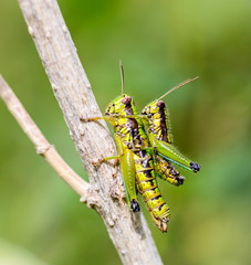 Bright green grasshoppers are found in the grasslands of Mexico. They are called Chapulines and also collected by the local people and are considered a tasty snack when roasted with chilies.