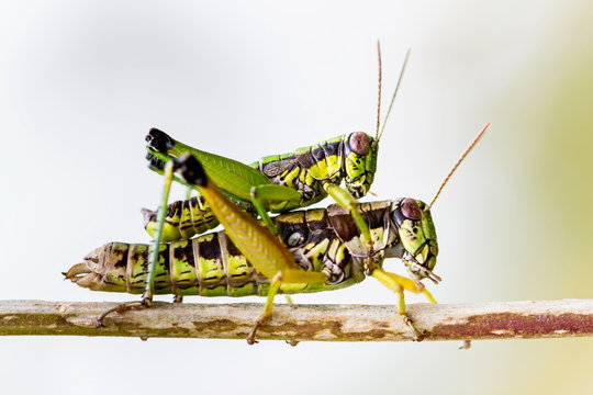 Bright green grasshoppers are found in the grasslands of Mexico. They are called Chapulines and also collected by the local people and are considered a tasty snack when roasted with chilies.