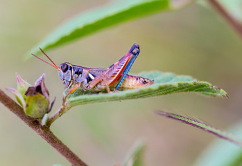 Bright green grasshoppers are found in the grasslands of Mexico. They are called Chapulines and also collected by the local people and are considered a tasty snack when roasted with chilies.