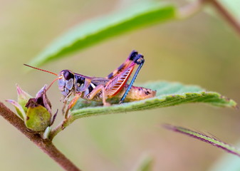 Bright green grasshoppers are found in the grasslands of Mexico. They are called Chapulines and also collected by the local people and are considered a tasty snack when roasted with chilies.