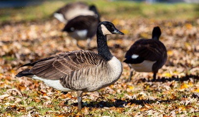 Canada goose in a bed of autumn leaves, foraging for food before the long flight south for the winter.
