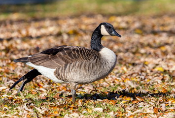 Canada goose in a bed of autumn leaves, foraging for food before the long flight south for the winter.