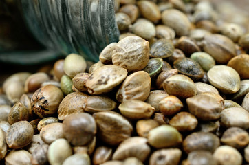 group of hemp seed