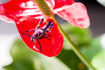 The bicolor grasshopper, also known as the barber pole grasshopper, is a species of insect. It is native of America and Mexico. Here it is sitting on a red Anthurium like a Christmas decoration.