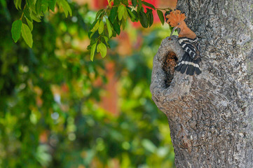Eurasian Hoopoe or Common Hoopoe (Upupa epops) the beautiful brown bird with spiky hair perching looking for food to feed her baby.