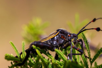 Deadly kissing bug Mexico. Blood sucker,  infection is known as Chagas disease. Bugs infected with the parasite Trypanosoma cruzi are extremely dangerous to humans and can cause eventual death.