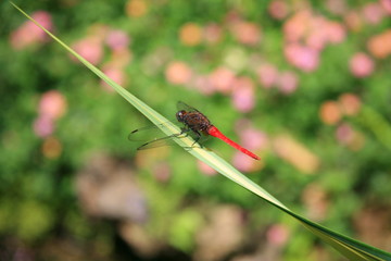 Dragonfly red tail