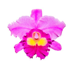 purple orchid isolated on white background with clipping path