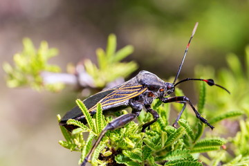 Deadly kissing bug Mexico. Blood sucker,  infection is known as Chagas disease. Bugs infected with the parasite Trypanosoma cruzi are extremely dangerous to humans and can cause eventual death.