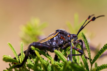 Deadly kissing bug Mexico. Blood sucker,  infection is known as Chagas disease. Bugs infected with the parasite Trypanosoma cruzi are extremely dangerous to humans and can cause eventual death.