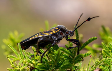 Deadly kissing bug Mexico. Blood sucker,  infection is known as Chagas disease. Bugs infected with the parasite Trypanosoma cruzi are extremely dangerous to humans and can cause eventual death.