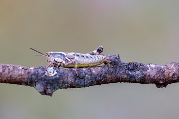 Bright green grasshoppers are found in the grasslands of Mexico. They are called Chapulines and also collected by the local people and are considered a tasty snack when roasted with chilies.