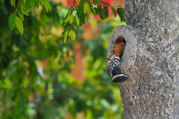 Eurasian Hoopoe or Common Hoopoe (Upupa epops) the beautiful brown bird with spiky hair perching looking for food to feed her baby.