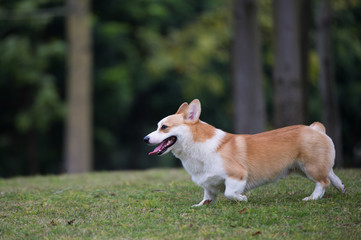 The corgi dog on the grass in the park