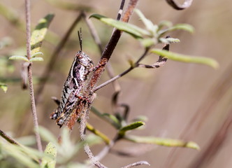 Bright green grasshoppers are found in the grasslands of Mexico. They are called Chapulines and also collected by the local people and are considered a tasty snack when roasted with chilies.