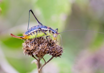 Katydids are found in Mexico. Similar to grasshoppers,you can find them in grasslands, prairies, meadows and other grassy or weedy areas, especially near swamps, creeks, and other damp areas in Mexico