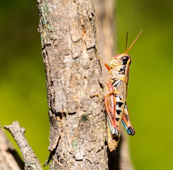 Bright green grasshoppers are found in the grasslands of Mexico. They are called Chapulines and also collected by the local people and are considered a tasty snack when roasted with chilies.