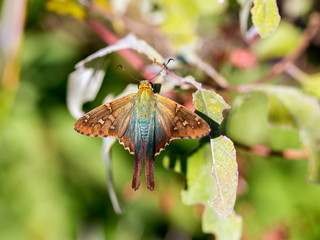 The long-tailed skipper is a spread-winged skipper butterfly found throughout tropical and...