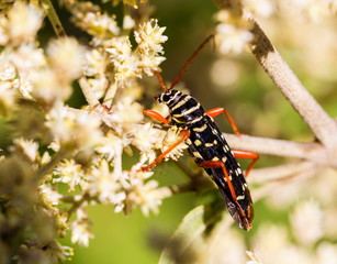 Black and yellow striped wasp with spots on its back, found in central Mexico.