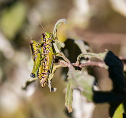 Bright green grasshoppers are found in the grasslands of Mexico. They are called Chapulines and also collected by the local people and are considered a tasty snack when roasted with chilies.