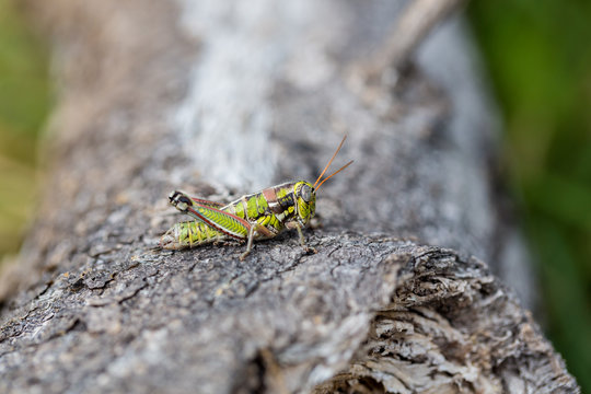 Bright green grasshoppers are found in the grasslands of Mexico. They are called Chapulines and also collected by the local people and are considered a tasty snack when roasted with chilies.