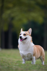 The corgi dog on the grass in the park