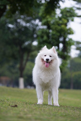 The samoyed 