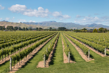 Fototapeta na wymiar aerial view of New Zealand vineyards in summertime