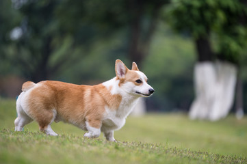 The corgi dog on the grass in the park