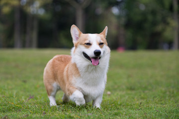 The corgi dog on the grass in the park