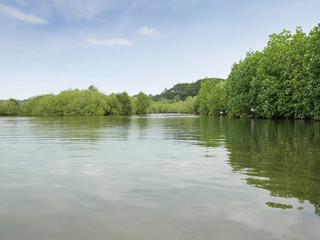 Mangrove forest in south east asia