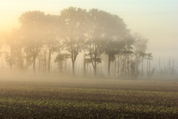 Fototapeta na wymiar Fog in the Morning