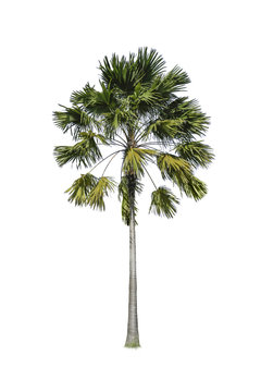 Palm tree isolate on white background
