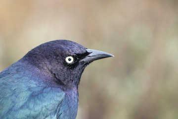 close-up head shot of a Brewer's Blackbird