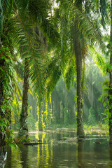 landscape of  palm garden , plantation
