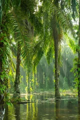 Cercles muraux Palmier landscape of  palm garden , plantation