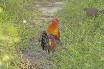 Fototapeta premium Red Junglefowl in the woods