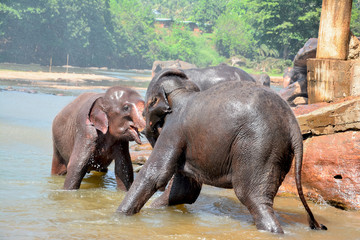 Fototapeta premium Elephants At Pinnawala Elephant Orphanage, Sri Lanka. Pinnawala Elephant Orphanage Is An Orphanage, Nursery And Captive Breeding Ground For Wild Asian Elephants
