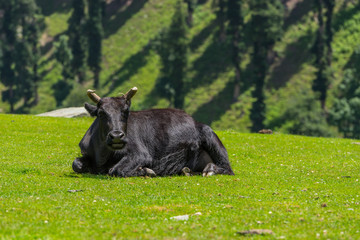 Black cow at Sonamarg in summer, Srinagar, India