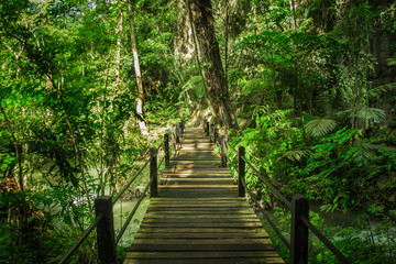 walkway   in the forest 