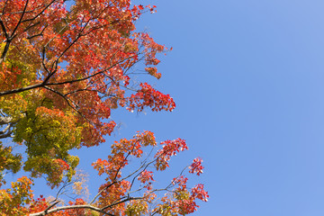 自然　秋　紅葉　紅葉　赤色　黄色　緑色　快晴　青空　見上げる　東京　公園
