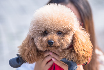 Toy Poodle playing with its female master in a park.