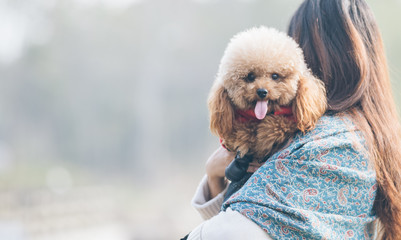 Toy Poodle playing with its female master in a park.
