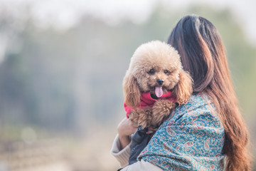 Toy Poodle playing with its female master in a park.
