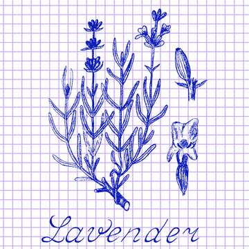 Lavender. Botanical drawing on exercise book background